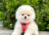 Safkan Pomeranian Boo Bebekler